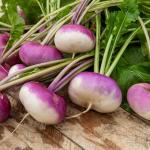 Potagères - Navet-Légume Rouge Plat Hâtif à Feuille Entière - face recto